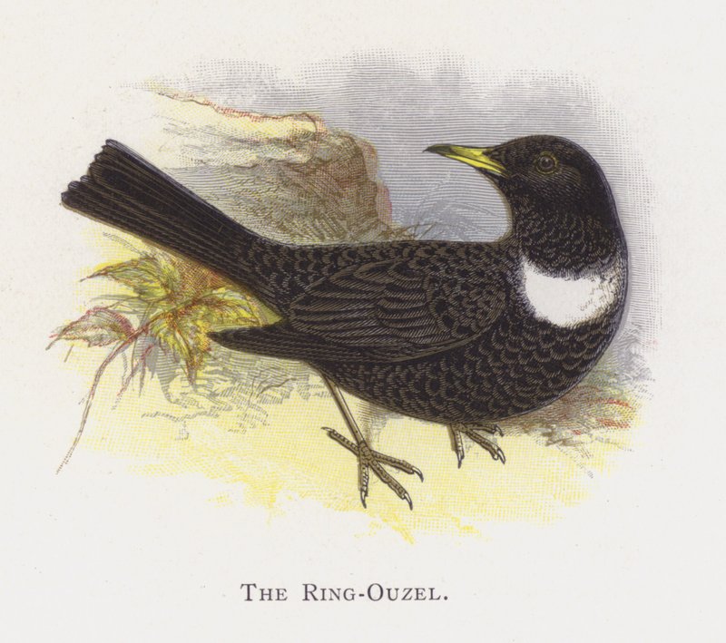 Pierścień-Ouzel autorstwa Alexander Francis Lydon