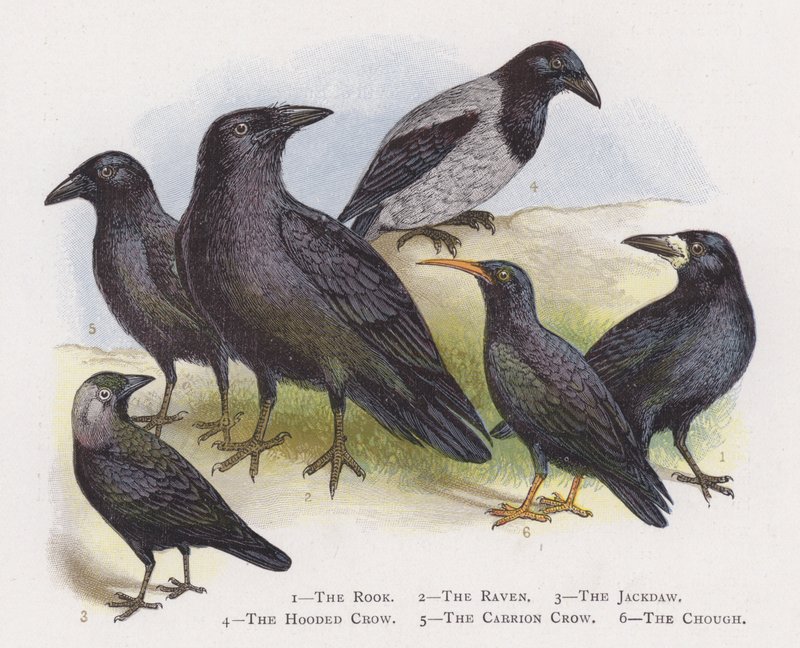 Gawron, Kruk, Kawka, Zakapturzona Wrona, Czarnowron, Chough autorstwa Alexander Francis Lydon