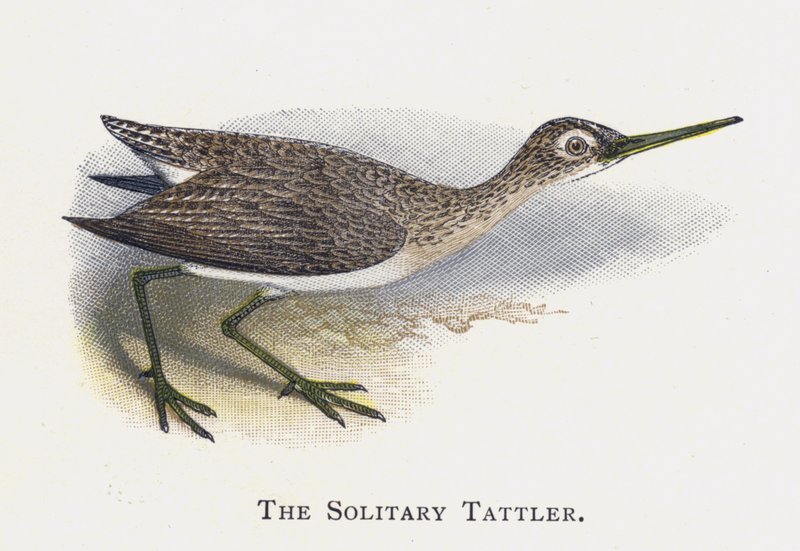 Samotny Tattler autorstwa Alexander Francis Lydon