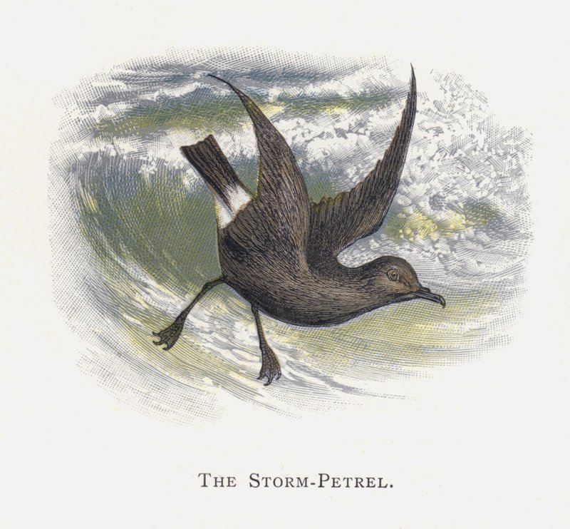 Burza-Petrel autorstwa Alexander Francis Lydon