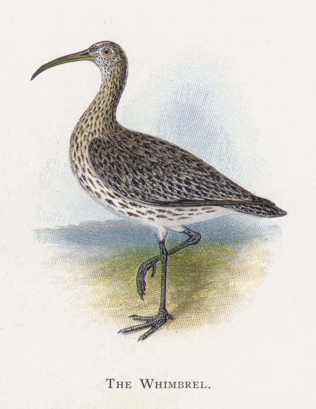 Whimbrel autorstwa Alexander Francis Lydon