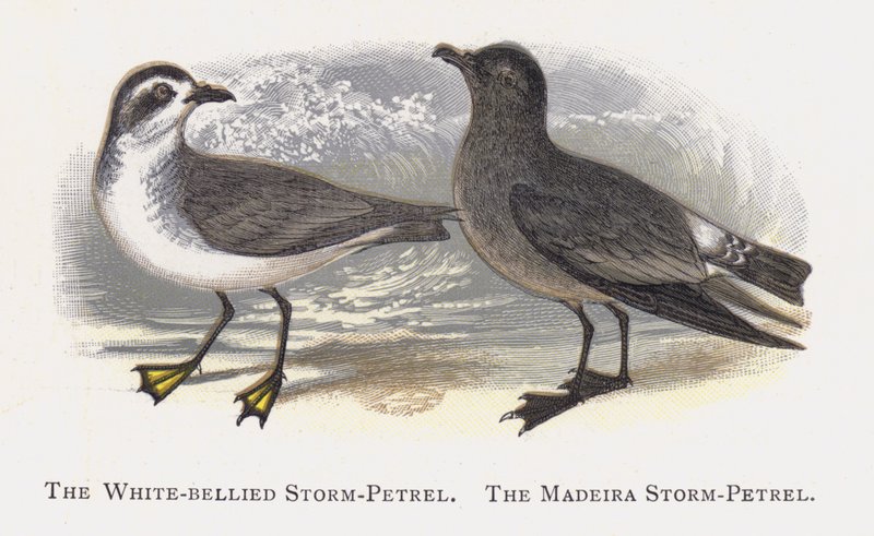 Białobrzuchy Storm-Petrel, Madeira Storm-Petrel autorstwa Alexander Francis Lydon