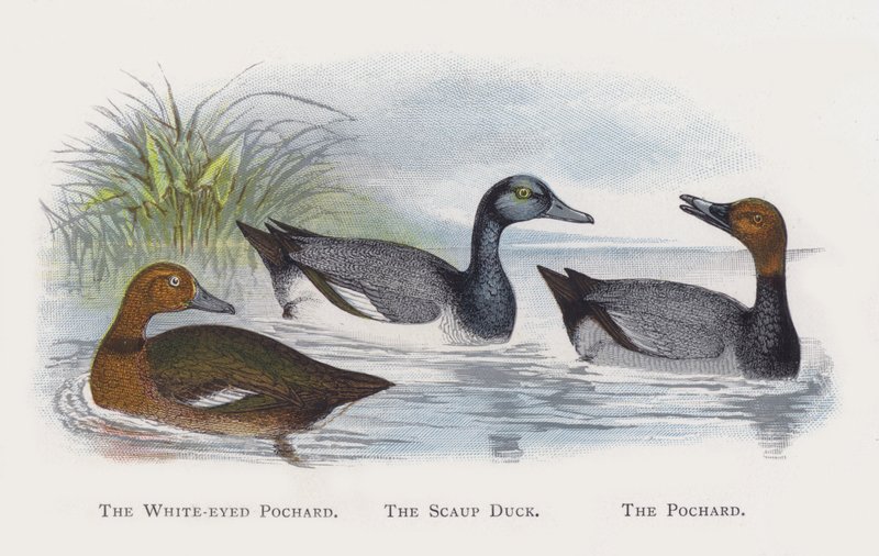 Białooka Pochard, Ogorzałek, Pochard autorstwa Alexander Francis Lydon