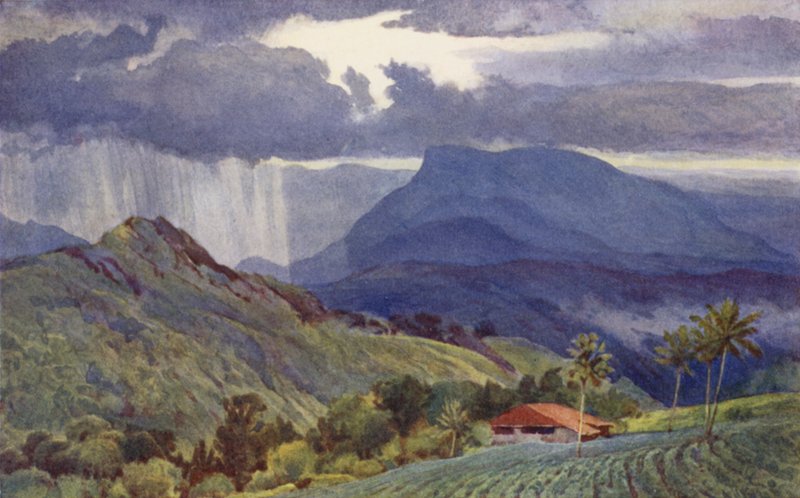 Tropikalny prysznic autorstwa Alexander Henry Hallam Murray