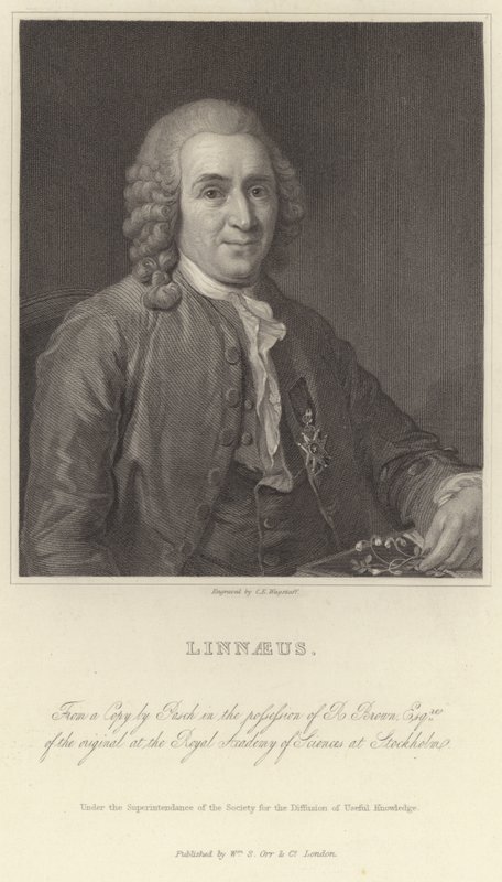 Linneusz autorstwa Alexander Roslin