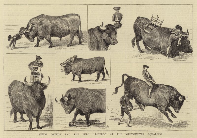 Senor Ortega i Bull Ligero w Westminster Aquarium autorstwa Alfred Chantrey Corbould