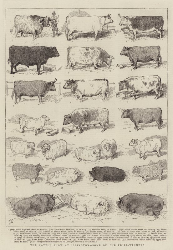 The Cattle Show w Islington, niektórzy z nagrodzonych autorstwa Alfred Chantrey Corbould