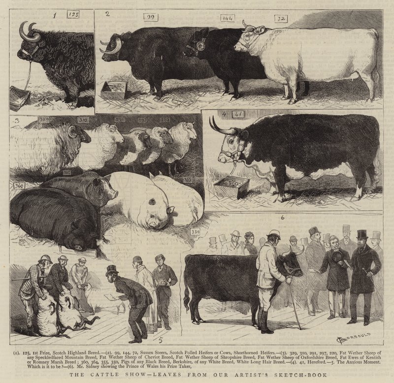 The Cattle Show, liście ze szkicownika naszego artysty autorstwa Alfred Chantrey Corbould