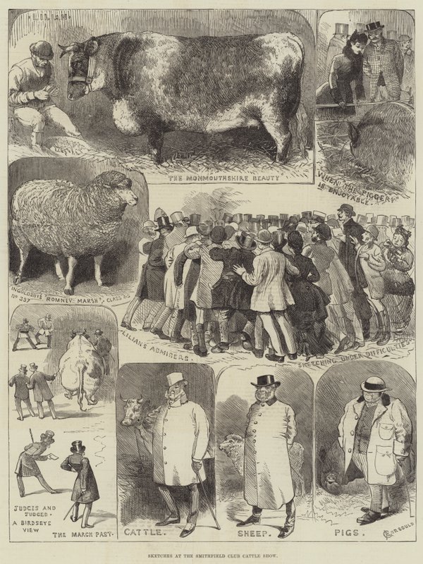 Szkice na pokazie bydła w Smithfield Club autorstwa Alfred Courbould