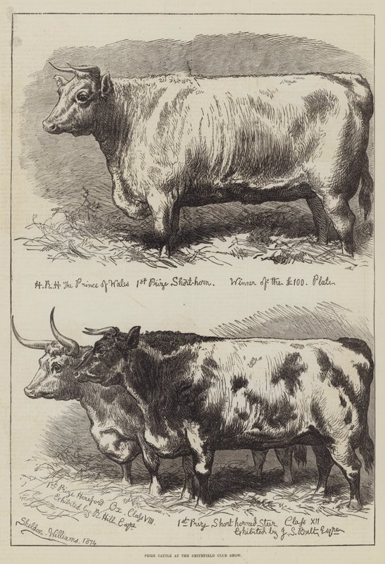 Nagroda Bydła na Wystawie Klubowej Smithfield autorstwa Alfred Sheldon Williams
