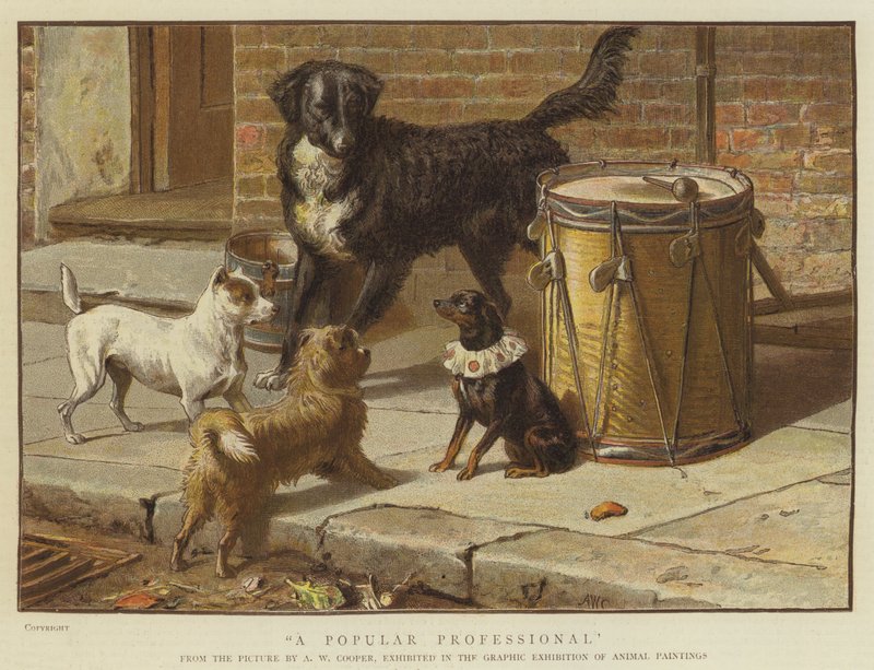 Popularny profesjonalista (chromolitho) autorstwa Alfred W. Cooper