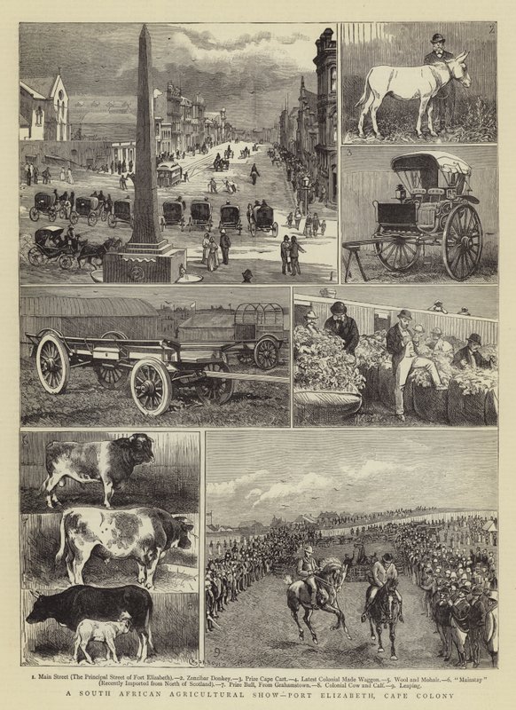 Południowoafrykańska Wystawa Rolnicza, Port Elizabeth, Cape Colony autorstwa Alfred Chantrey Corbould