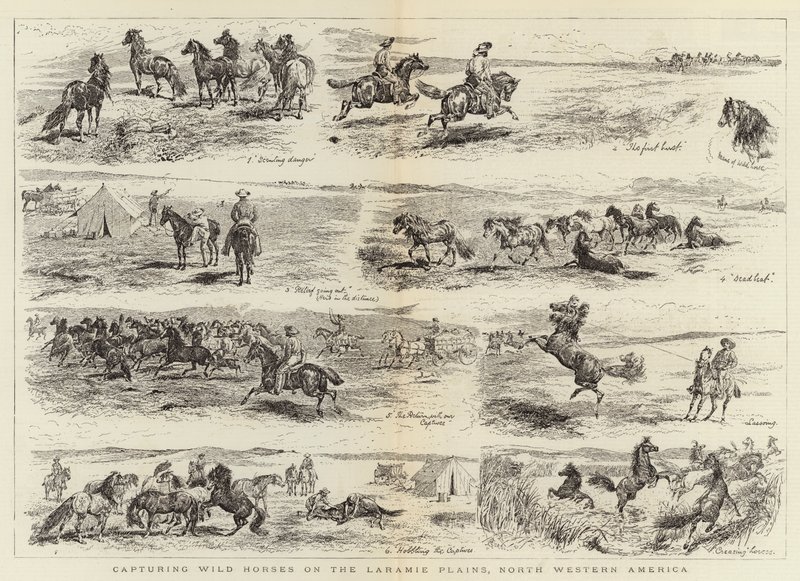 Łapanie dzikich koni na równinach Laramie w Ameryce Północno-Zachodniej autorstwa Alfred Chantrey Corbould