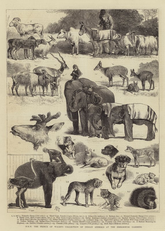 JKW, Książę Walii, Kolekcja Zwierząt Indyjskich w Ogrodach Zoologicznych autorstwa Alfred Chantrey Corbould