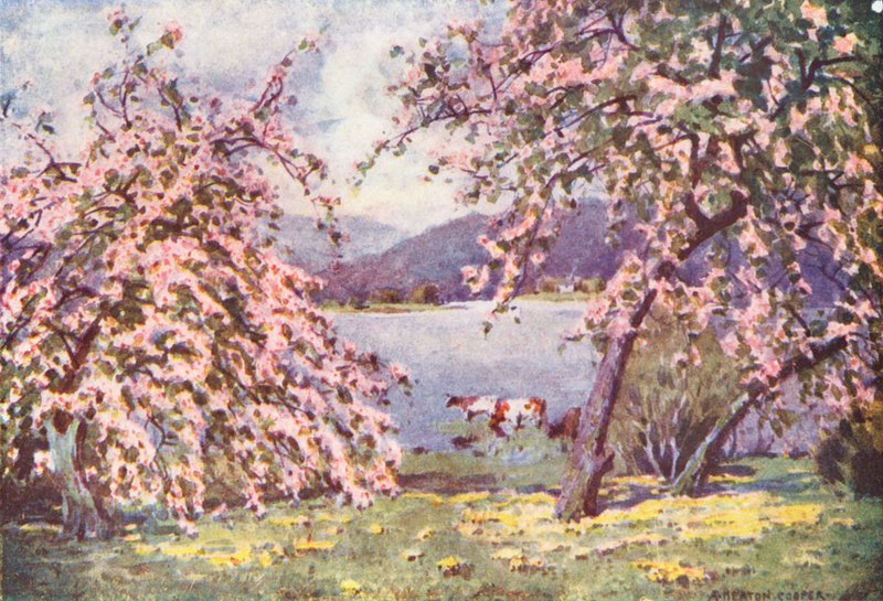 Lake District: Esthwaite Water, Apple Blossom (kolorowa litografia) autorstwa Alfred Heaton Cooper
