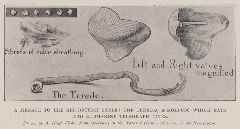 Zagrożenie dla All-British Cable, Teredo, mięczaka, który zjada się w podwodnych liniach telegraficznych autorstwa Alfred Hugh Fisher