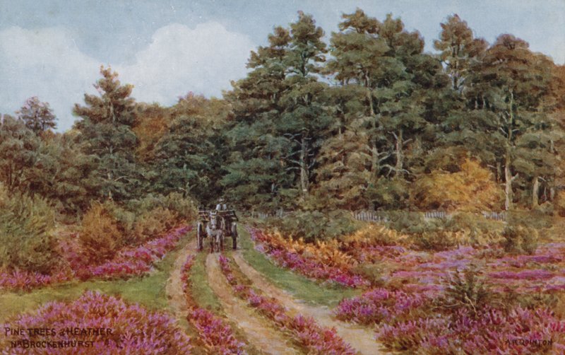 Sosny i wrzosy w pobliżu Brockenhurst autorstwa Alfred Robert Quinton