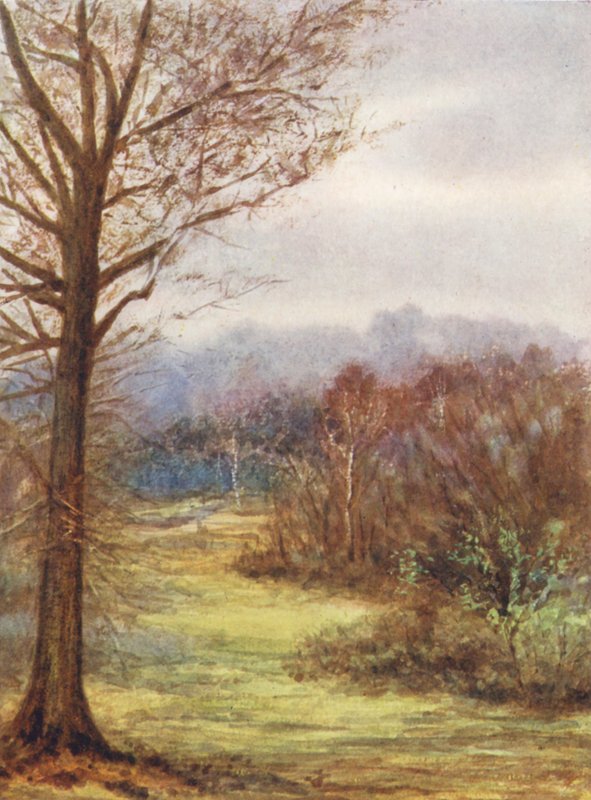 New Forest: A Peep on the Brockenhurst Road, Early Spring (kolorowa litografia) autorstwa Alice Julia Argles