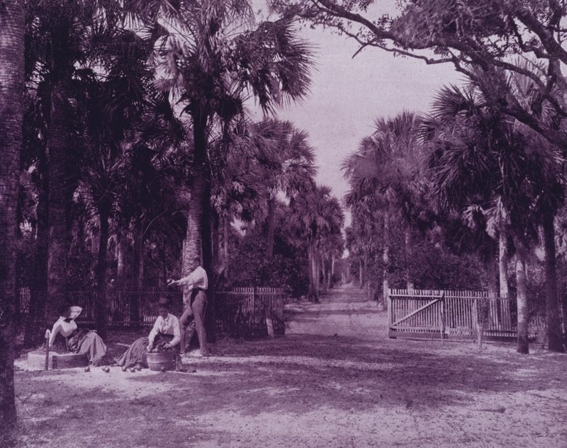 Polana Palmetto niedaleko Palatki na Florydzie (zdjęcie czarno-białe) autorstwa American Photographer (after)