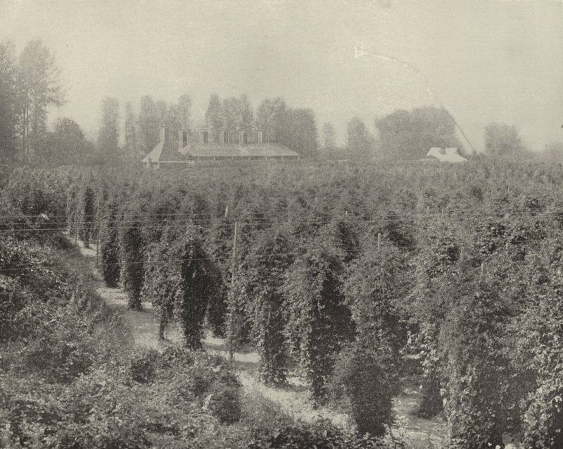 Washington Hop Yard (zdjęcie czarno-białe) autorstwa American Photographer (after)