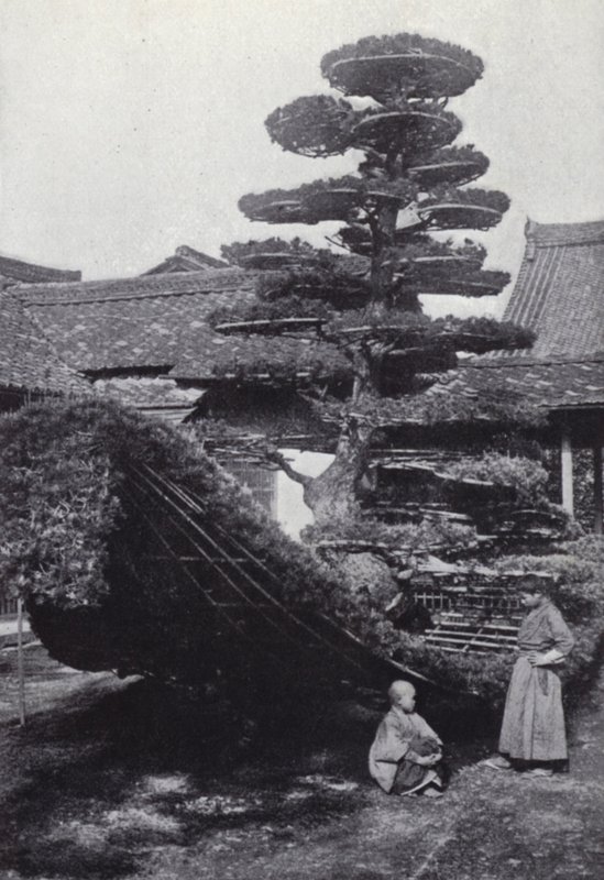 Sosna uformowana w kształt łodzi (zdjęcie czarno-białe) autorstwa American Photographer (after)