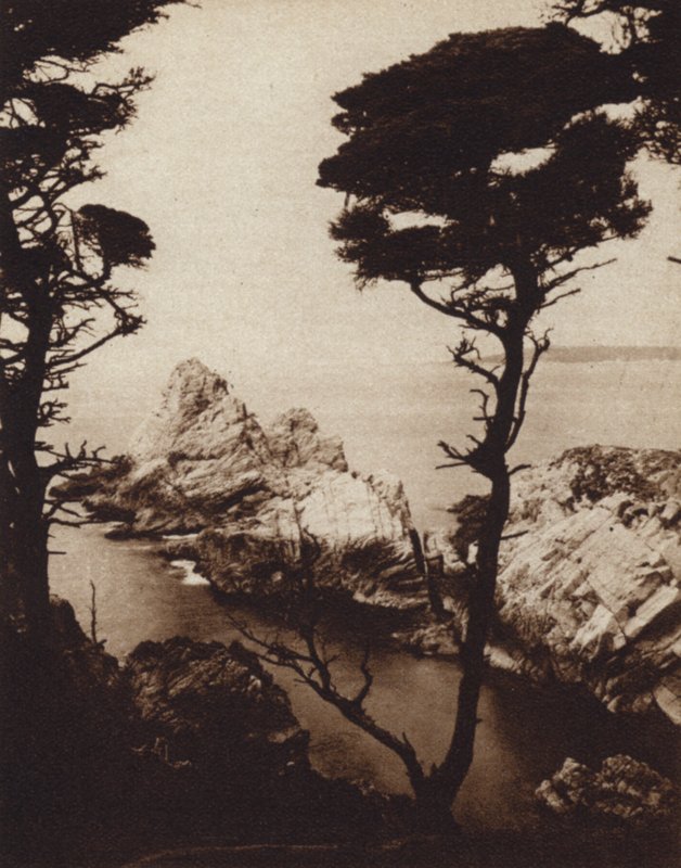 Kalifornia: Monterey Cyprys (zdjęcie czarno-białe) autorstwa American Photographer (after)