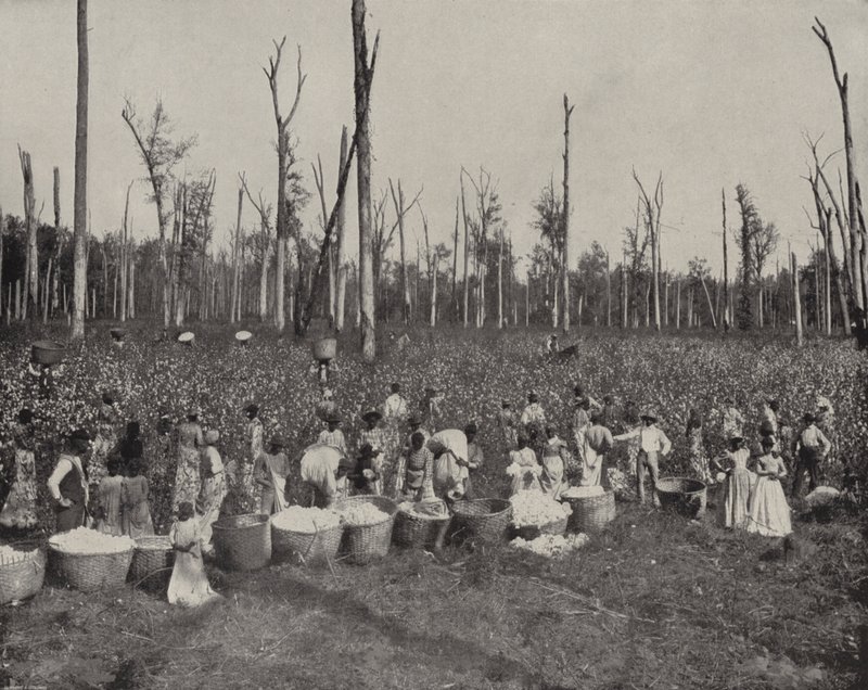 Zbieranie bawełny w Mississippi (zdjęcie czarno-białe) autorstwa American Photographer (after)