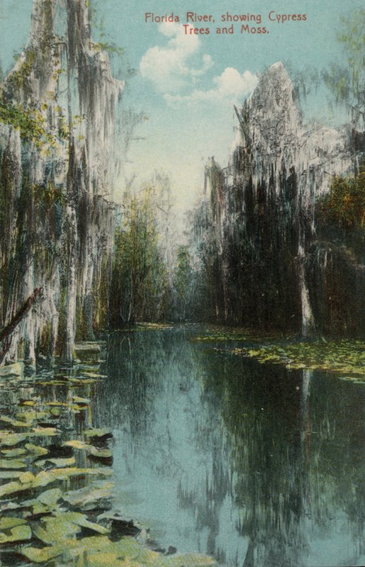 Florida River, ukazująca cyprysy i mchy (zdjęcie) autorstwa American Photographer (after)
