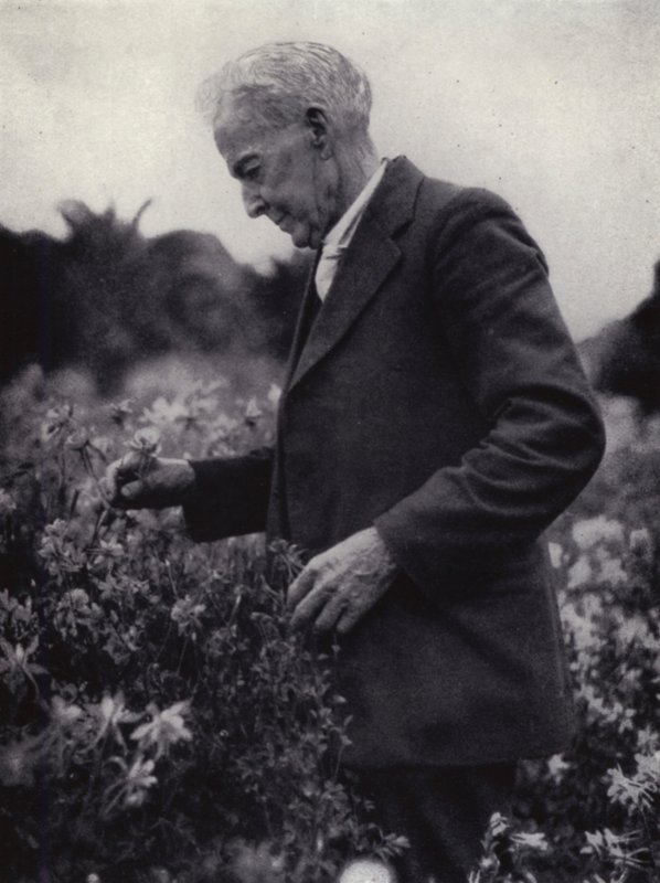 Luther Burbank wśród swoich kwiatów (zdjęcie czarno-białe) autorstwa American Photographer (after)