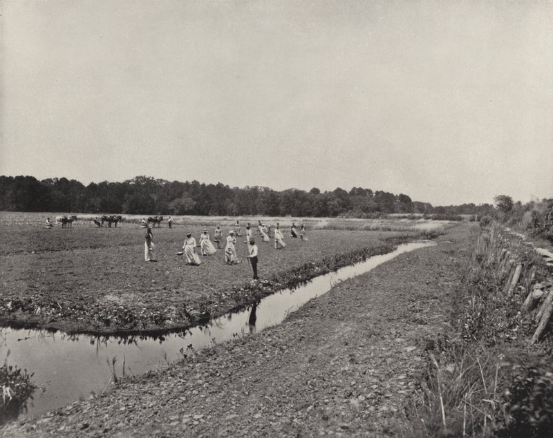 Sadzenie ryżu w Karolinie Północnej (zdjęcie czarno-białe) autorstwa American Photographer (after)