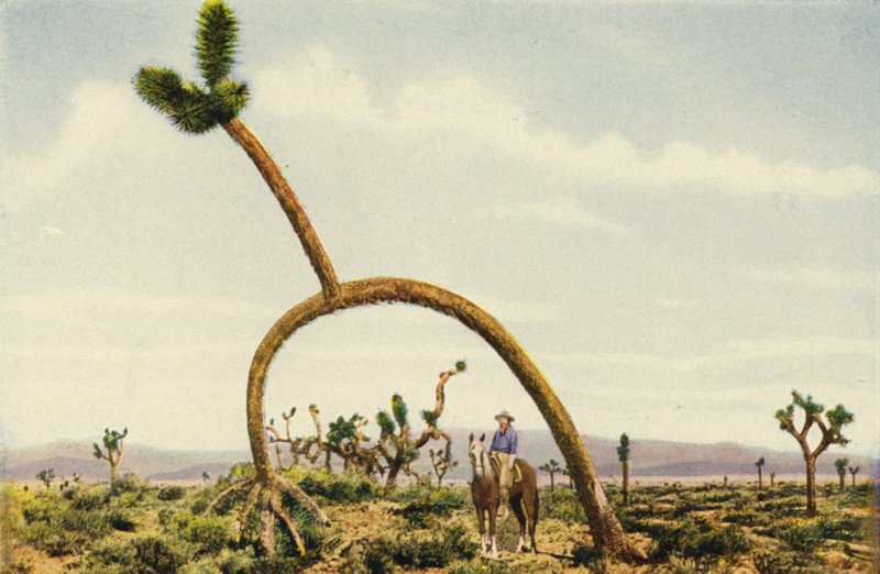 Gigantyczny castus na pustyni Mojave (zdjęcie kolorowe) autorstwa American Photographer