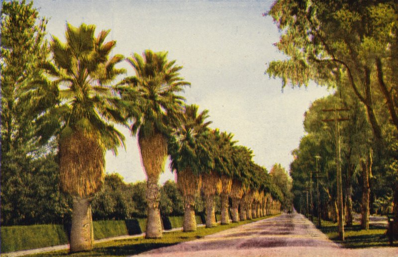 Dysk palmowy w pobliżu Los Angeles (zdjęcie kolorowe) autorstwa American Photographer