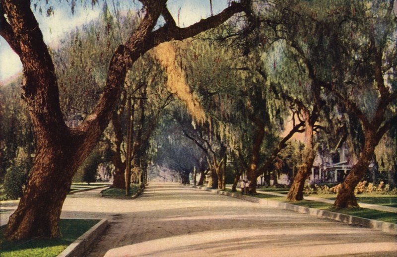 Avenue of Pepper Trees, Pasadena (zdjęcie kolorowe) autorstwa American Photographer