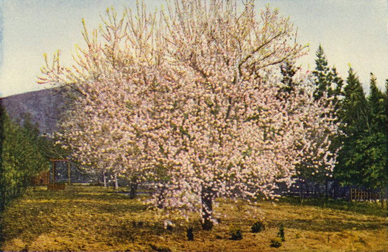 Migdałowiec kalifornijski (zdjęcie kolorowe) autorstwa American Photographer