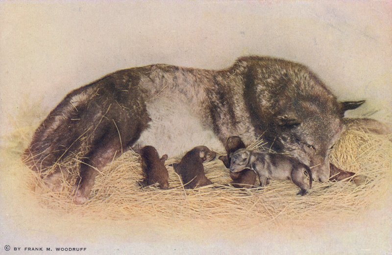 Chicago: Timber Wolf and Young, Lincoln Park (zdjęcie kolorowe) autorstwa American Photographer
