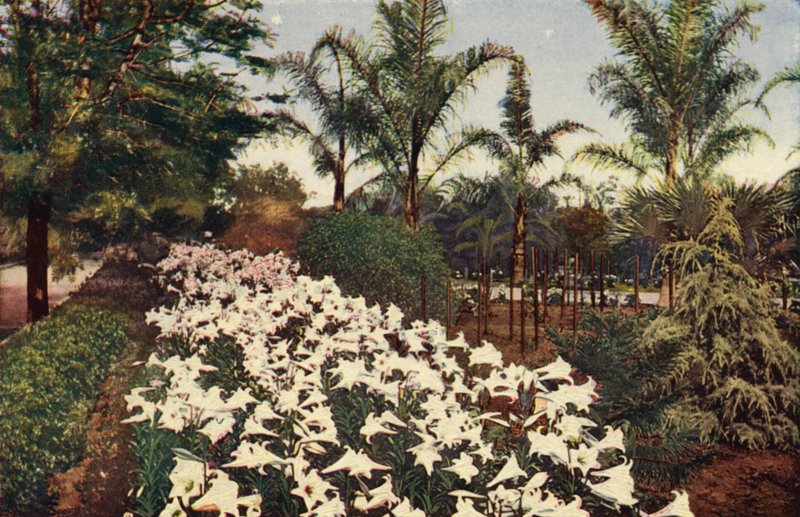 Kwitnące lilie wielkanocne (zdjęcie kolorowe) autorstwa American Photographer
