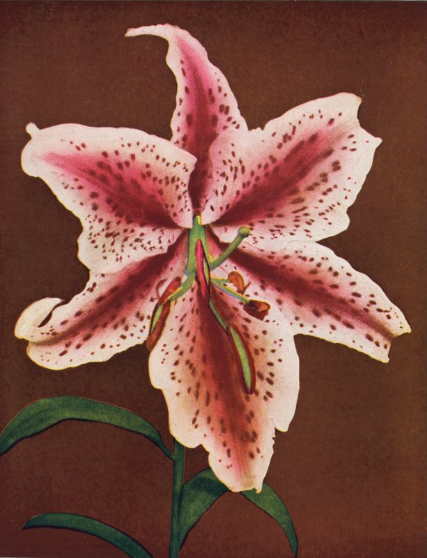 Lilie: Lilium Auratum, Crimson Queen (zdjęcie kolorowe) autorstwa American Photographer