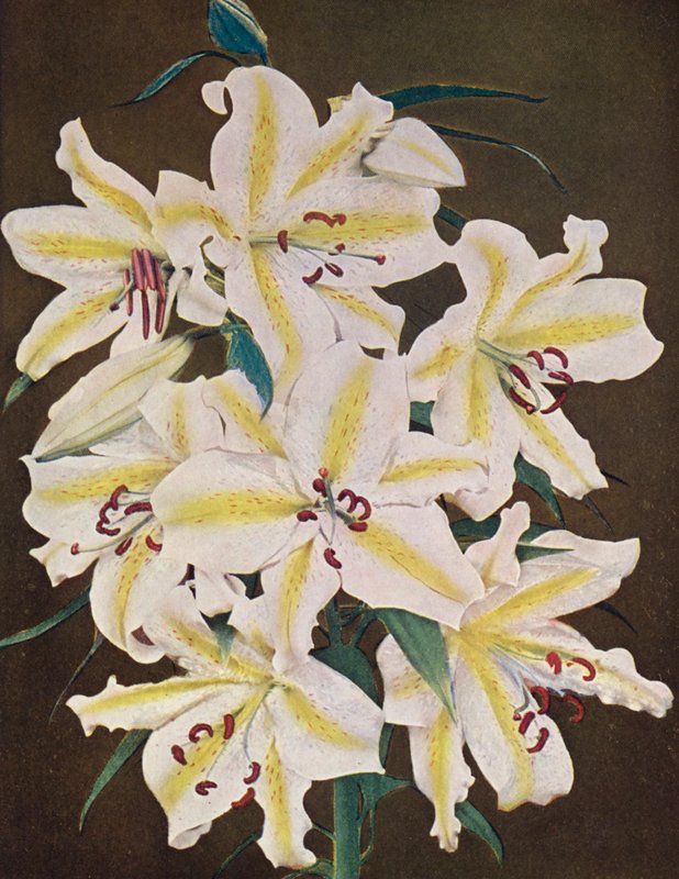 Lilie: Lilium Auratum Platyphyllum (zdjęcie kolorowe) autorstwa American Photographer