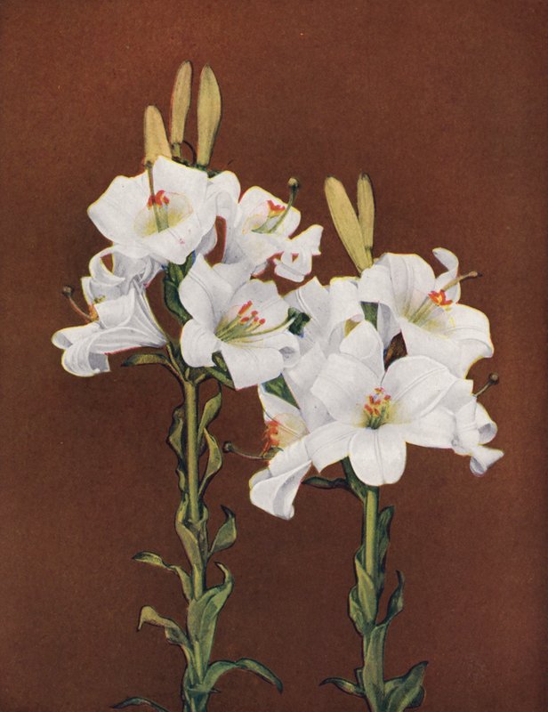 Lilie: Lilium Candidum (zdjęcie kolorowe) autorstwa American Photographer
