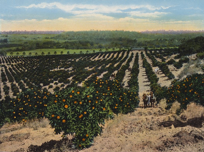 Gaj pomarańczowy w pobliżu Colfax, Kalifornia (zdjęcie kolorowe) autorstwa American Photographer