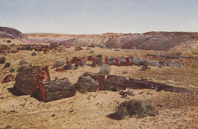 Skamieniały Las, Arizona (kolorowe zdjęcie) autorstwa American Photographer