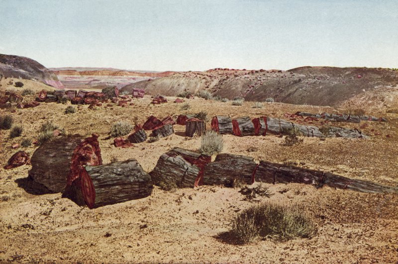 Skamieniały Las, Arizona (kolorowe zdjęcie) autorstwa American Photographer