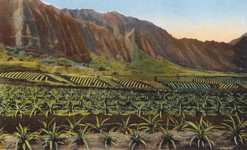 Plantacja ananasów, Oahu (zdjęcie kolorowe) autorstwa American Photographer