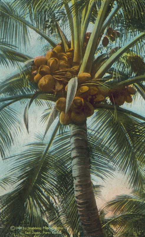 Porto Rico / Portoryko: Orzechy kokosowe rosnące w Porto Rico (zdjęcie kolorowe) autorstwa American Photographer