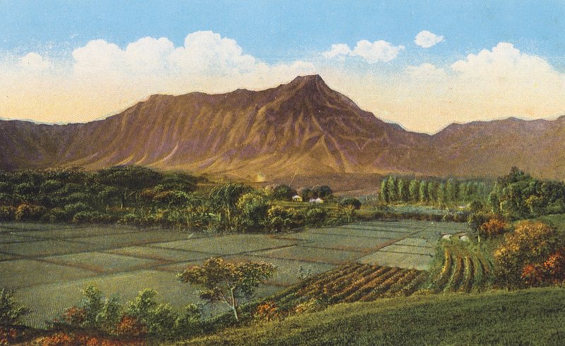 Pola ryżowe, Oahu (zdjęcie kolorowe) autorstwa American Photographer