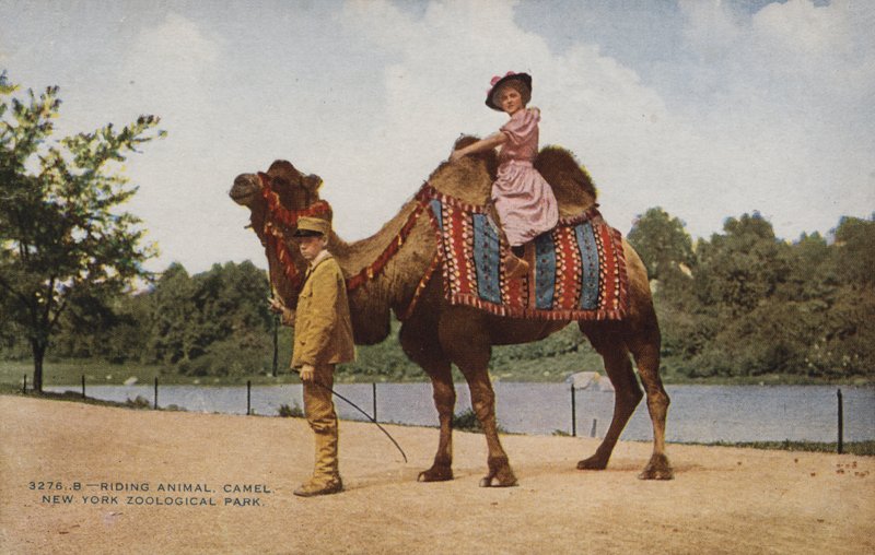 Jazda na wielbłądzie, Nowojorski Park Zoologiczny (zdjęcie ilustracyjne) autorstwa American Photographer
