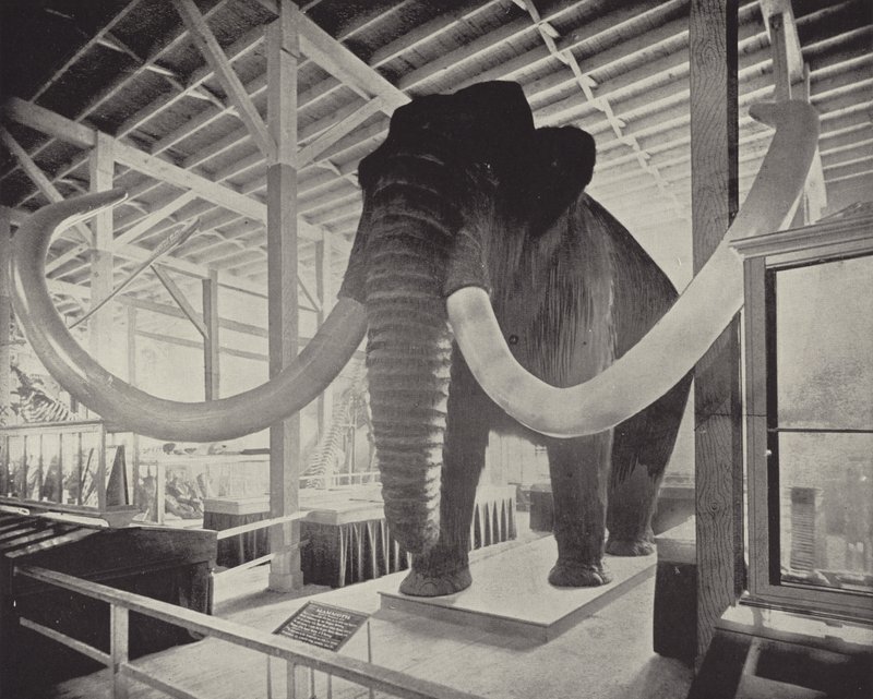 Wielki Mamut Syberyjski autorstwa American Photographer