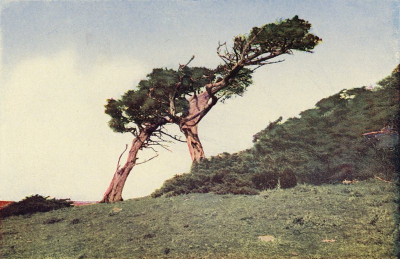 Struś, cyprys Monterey (zdjęcie kolorowe) autorstwa American Photographer