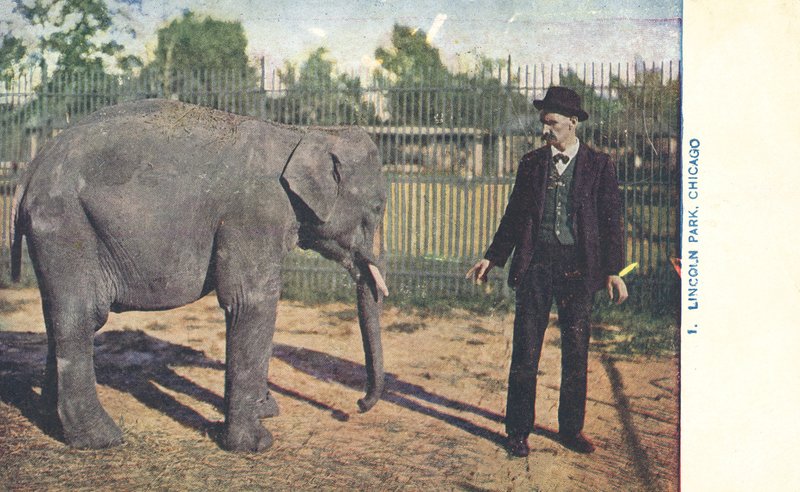 Młody słoń, Lincoln Park Zoo, Chicago, USA (zdjęcie kolorowe) autorstwa American Photographer