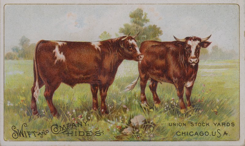 Amerykańska karta handlowa reklamująca skóry zwierzęce firmy Swift and Company, Union Stock Yards, Chicago, Illinois (kolorowa litografia) autorstwa American School